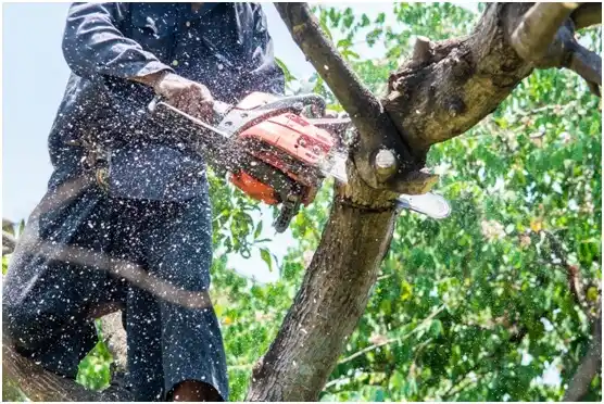 tree services Draper